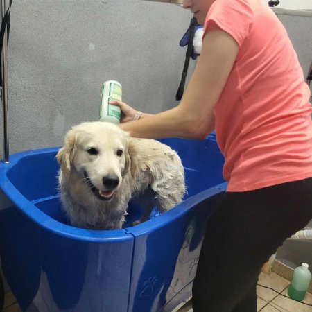 Duży pies w trakcie kąpieli